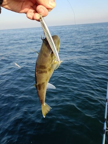 クサフグの釣果