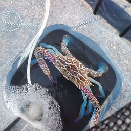 タイワンガザミ