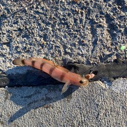 リュウグウハゼ