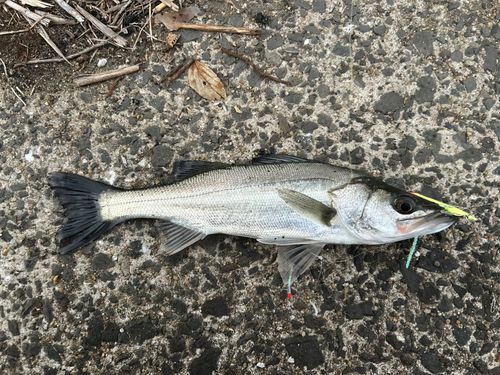 セイゴ（マルスズキ）の釣果