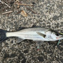 セイゴ（マルスズキ）