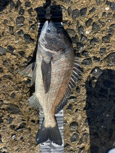 チヌの釣果