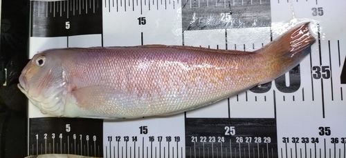 シロアマダイの釣果