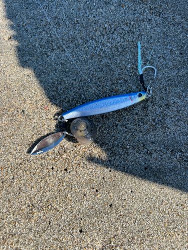 クサフグの釣果