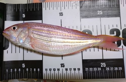 イトヨリダイの釣果