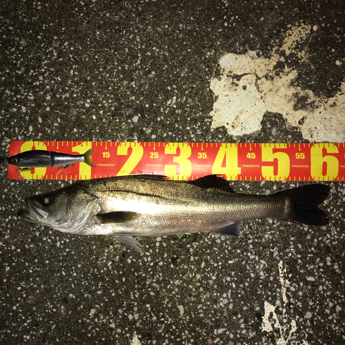 シーバスの釣果