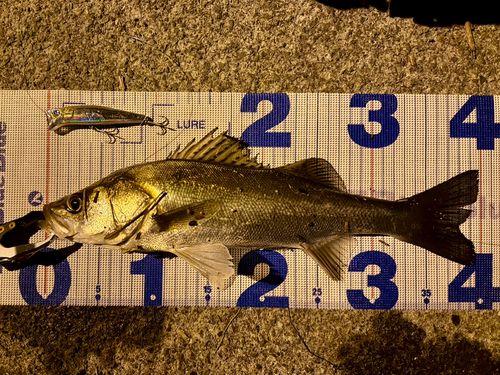 フッコ（マルスズキ）の釣果