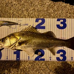 フッコ（マルスズキ）