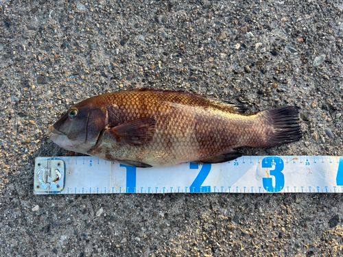 コブダイの釣果