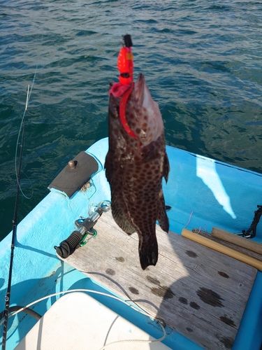 オオモンハタの釣果