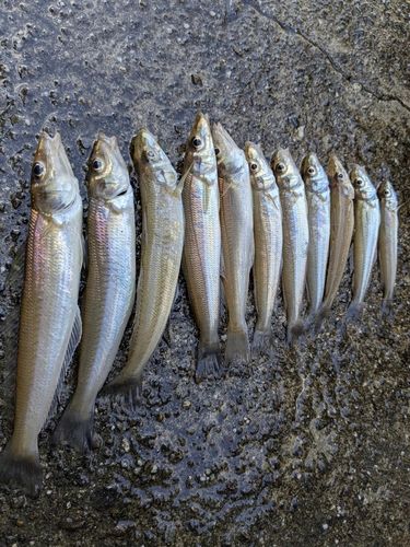 シロギスの釣果