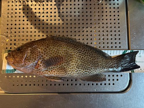 オオモンハタの釣果