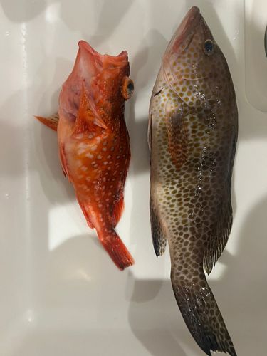 オオモンハタの釣果