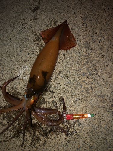 スルメイカの釣果