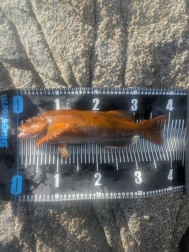 アイナメの釣果