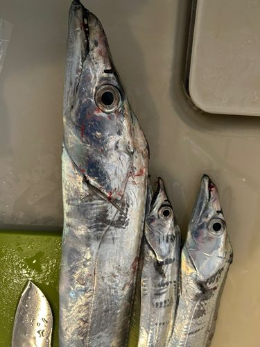 タチウオの釣果