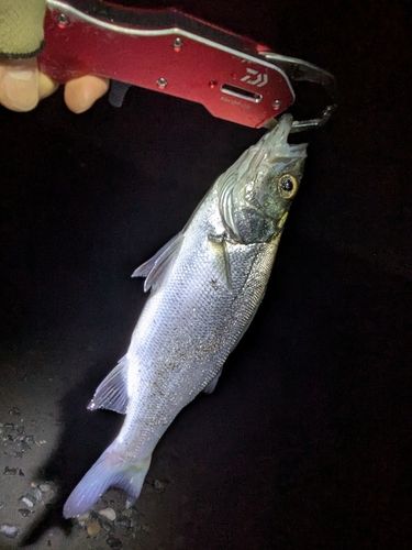 セイゴ（タイリクスズキ）の釣果