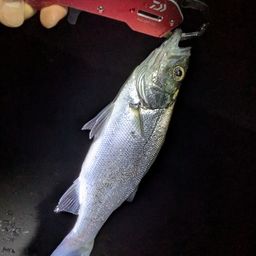 セイゴ（タイリクスズキ）