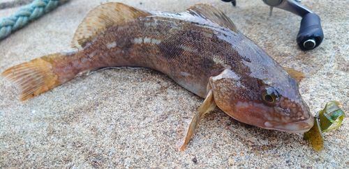 アイナメの釣果