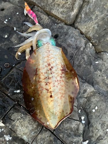 アオリイカの釣果