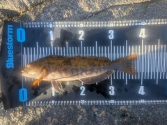 アイナメの釣果