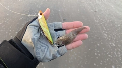 シタビラメの釣果