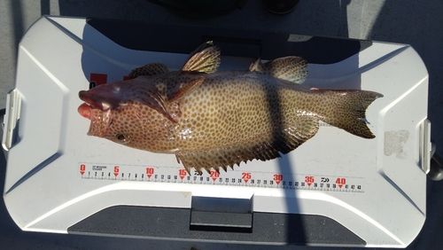 オオモンハタの釣果