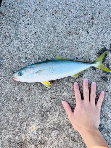 フクラギの釣果