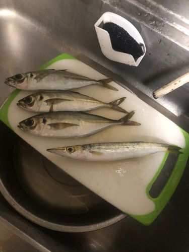 アジの釣果