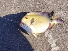 ニセカンランハギの釣果
