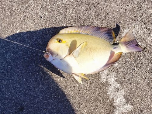 ニセカンランハギの釣果