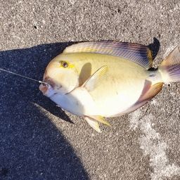 ニセカンランハギ