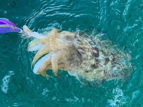 モンゴウイカの釣果