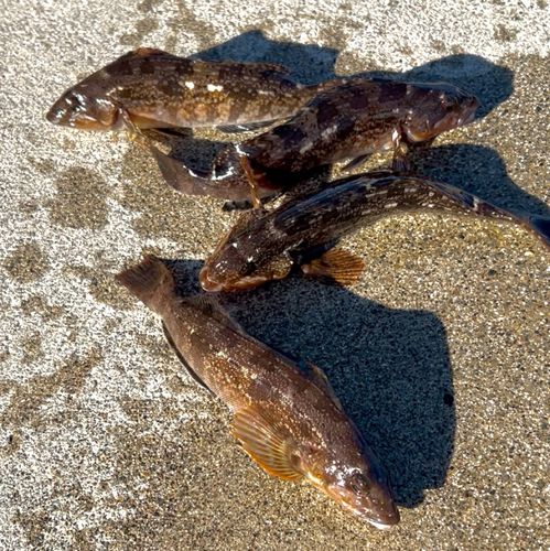 アイナメの釣果