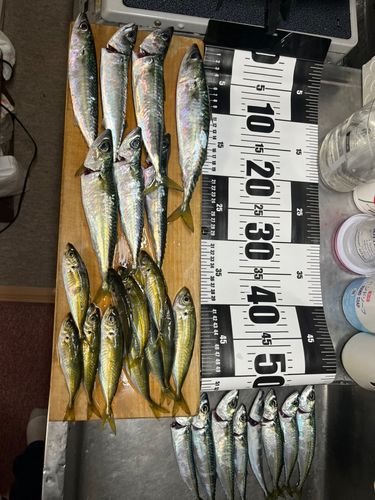 サバの釣果