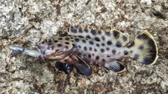 キビレハタの釣果