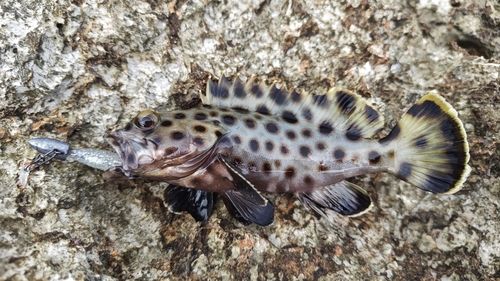 キビレハタの釣果