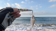 ヒイラギの釣果