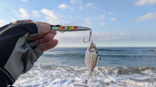 ヒイラギの釣果