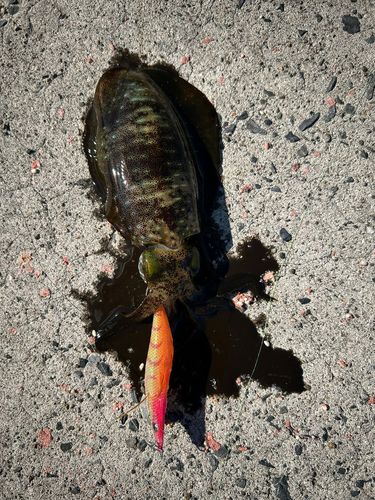 アオリイカの釣果