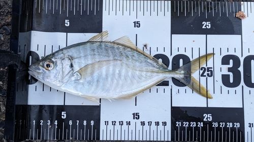 内浦湾（鴨川）