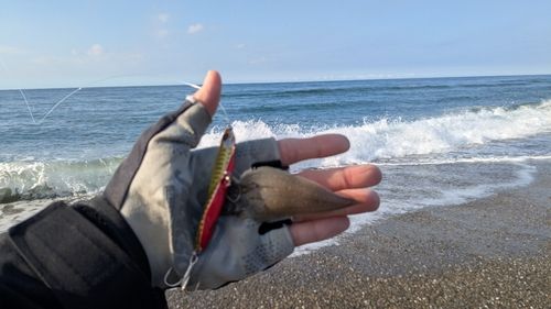 シタビラメの釣果