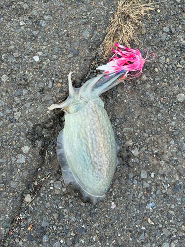 シリヤケイカの釣果