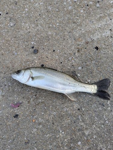 セイゴ（マルスズキ）の釣果