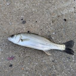 セイゴ（マルスズキ）