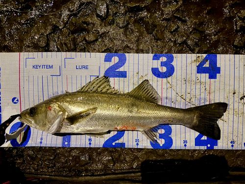 フッコ（マルスズキ）の釣果