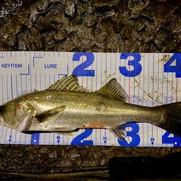 フッコ（マルスズキ）