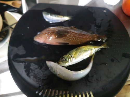 アコウの釣果