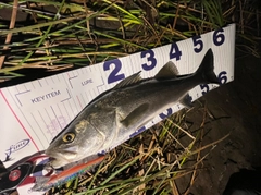 フッコ（マルスズキ）の釣果