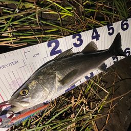 フッコ（マルスズキ）